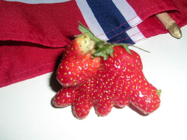 What a fucked up looking strawberry