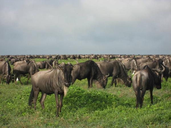 Wildebeast during the migration