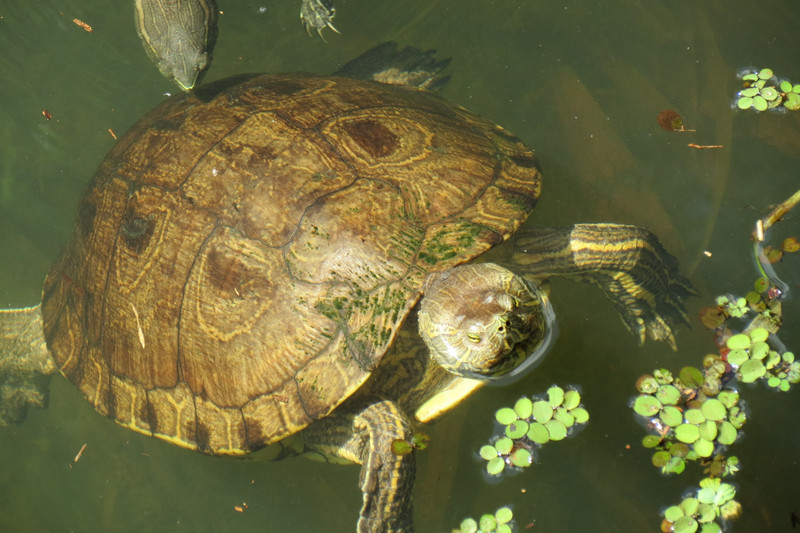Turtle Panama Gamboa Reserve