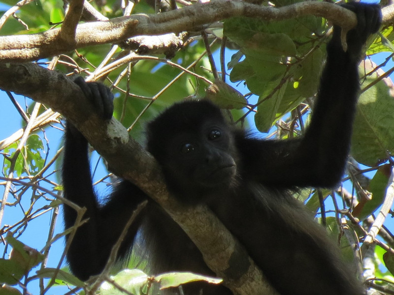 Howler monkey in Costa Rica