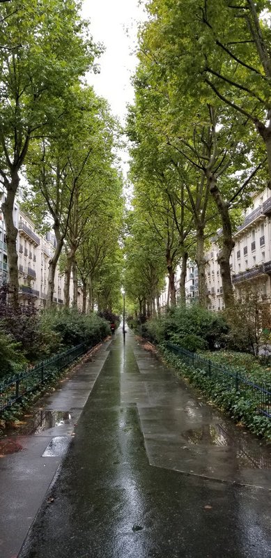 Tree lined street in Paris 
