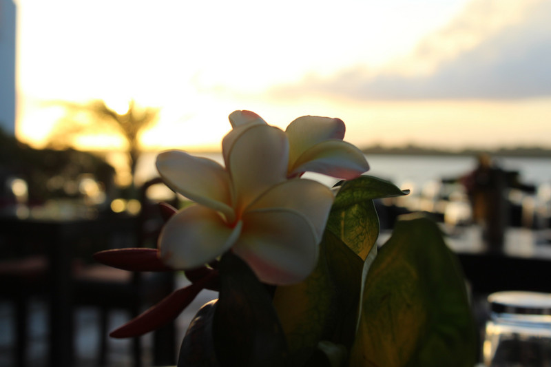 Flower at sunset Placencia