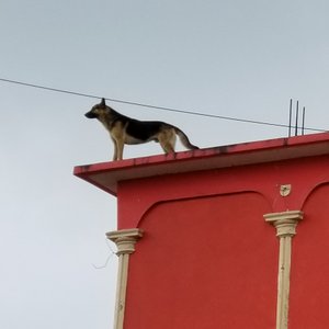 Placencia Village rooftop dog