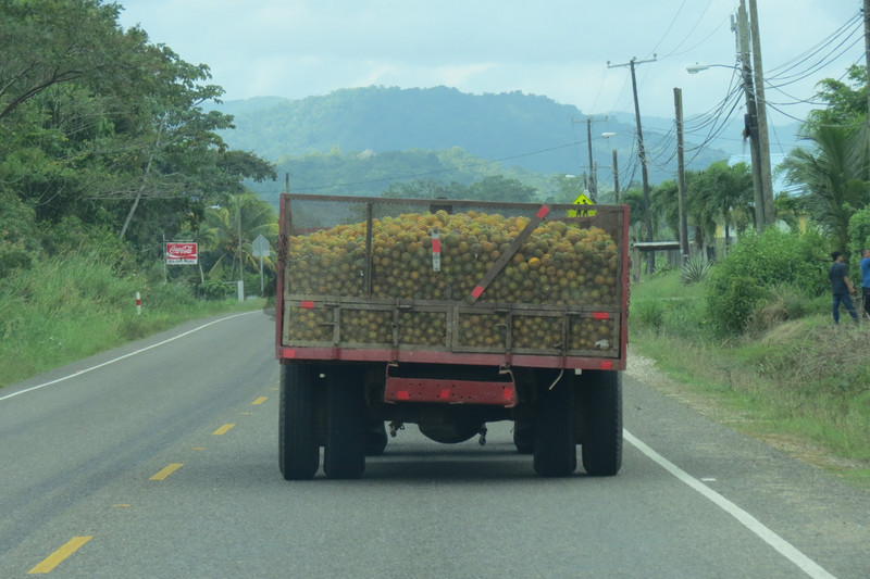 Following the Orange Truck on the Hummingbird Highway