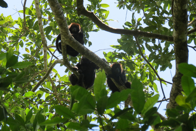 Howler Monkeys in Belize