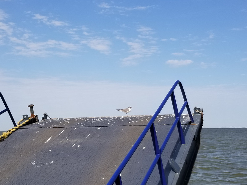 Seagull Hitching a Ride on the Ferry 