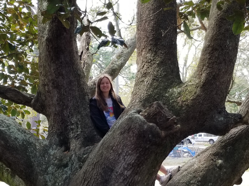 Up a tree on Daughin Island