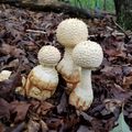 Lake Norman State Park mushrooms 