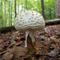 Lake Norman State Park mushroom