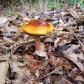 Lake Norman State Park mushroom