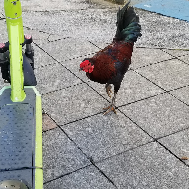 Chicken Checks out the scooter