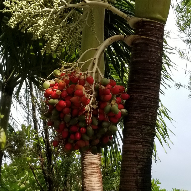 Palm Tree in Cataño