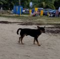Pupper at the Beach
