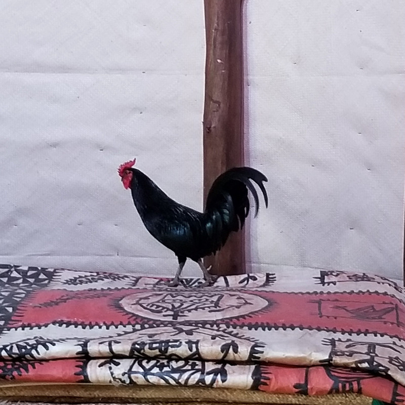 Chicken at Polynesian Cultural Center