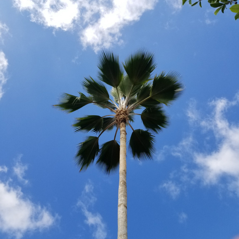 Fiji Fan Palm 
