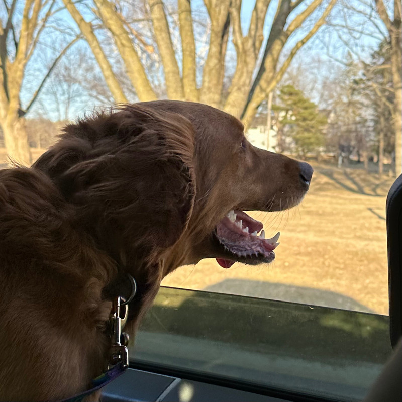 On the way to the dog park 