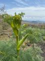 Flora of Etna Ready to Bloom