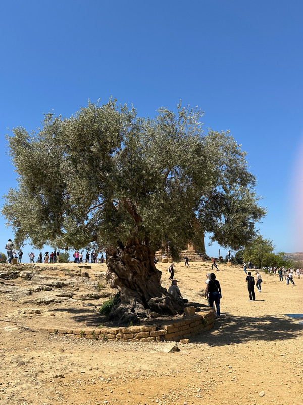 Old Olive Tree at Valley of the Temples 
