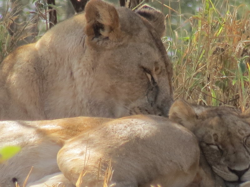Lions napping.