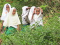 Zanzibar School Girls