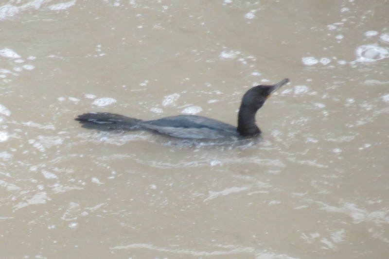 Diving duck  in the Rio Vilcanota at Aguas Calientes