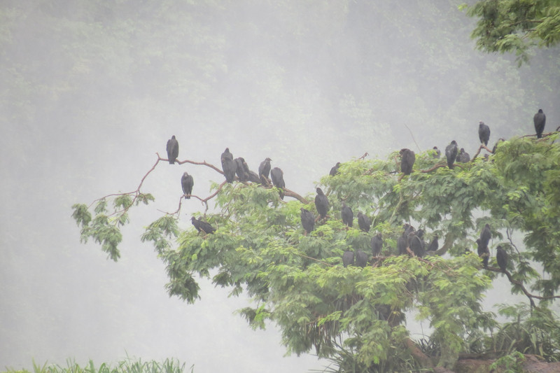 Iguazu-Birds in the mist