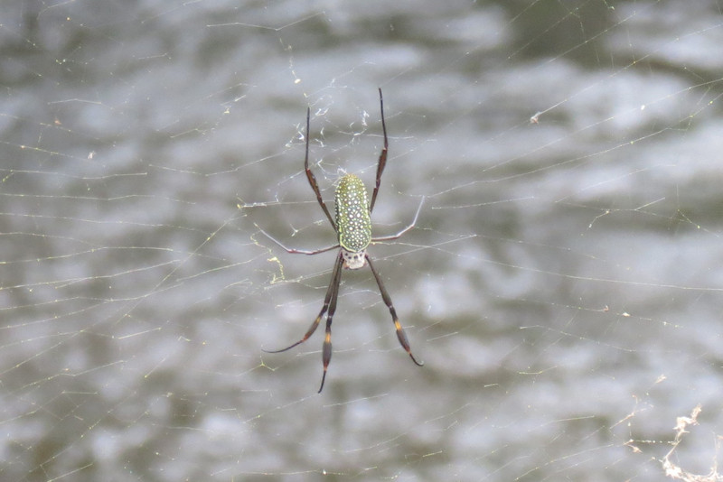 Iguazu-Superior Circut Spider