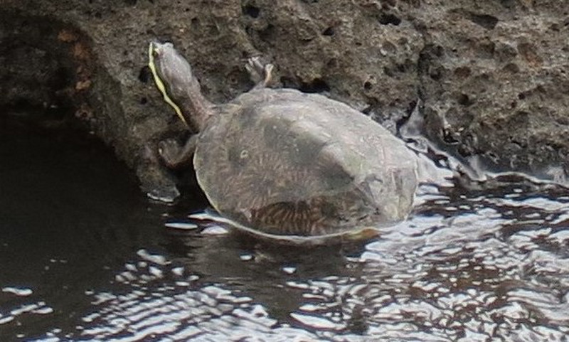 Iguazu turtle