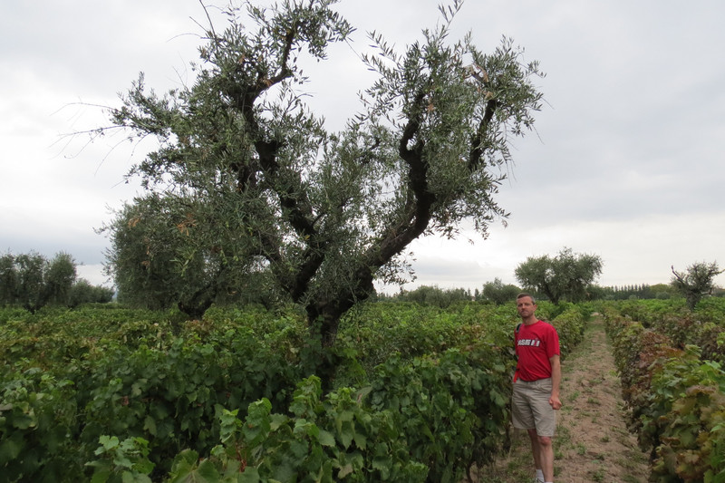 Lagarde vineyard and one of the olive trees
