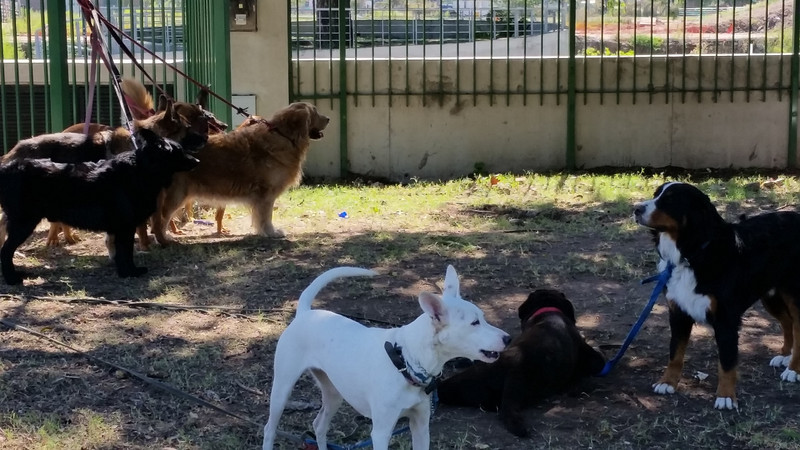 Doggy daycare in Buenos Aires 