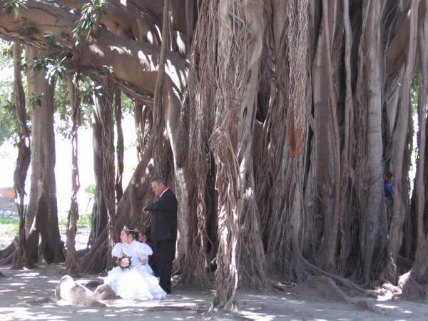 Photos among the ficus trees