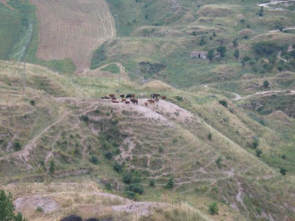 Cows on the hilltop