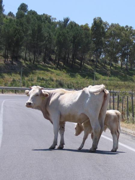 Cows on the road to Villarosa