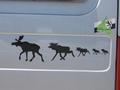 Moose on the back of a van