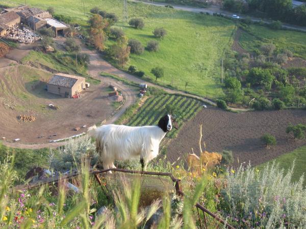 The curious goat -- do you see him?