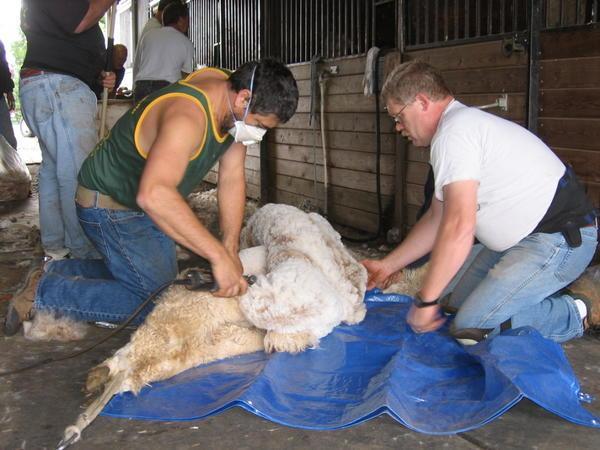 Shearing a show coat