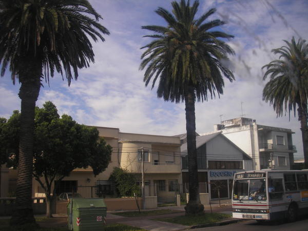 Palmen in Montevideo