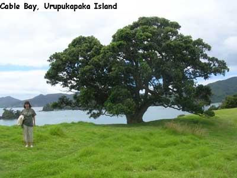 Tree overlooking Cable Bay, Urupukapaka Island