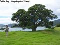 Tree overlooking Cable Bay, Urupukapaka Island