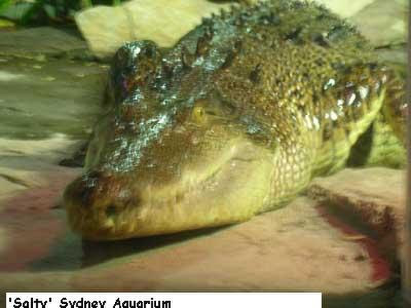 Female 'Salty' Sydney Aquarium