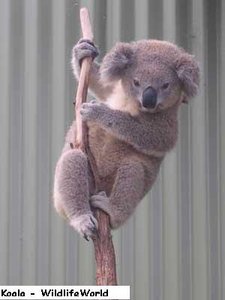 Koala, Wildlife World