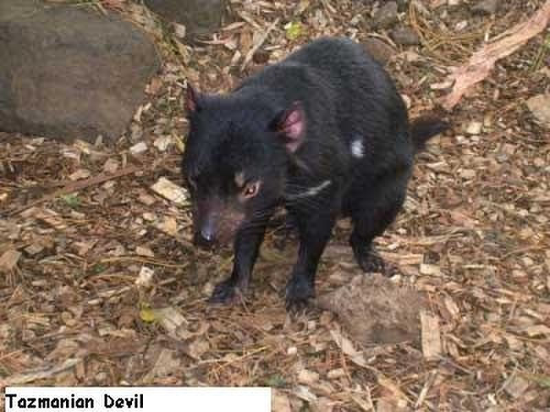 Devil at Tazmanian Devil Conservation Park