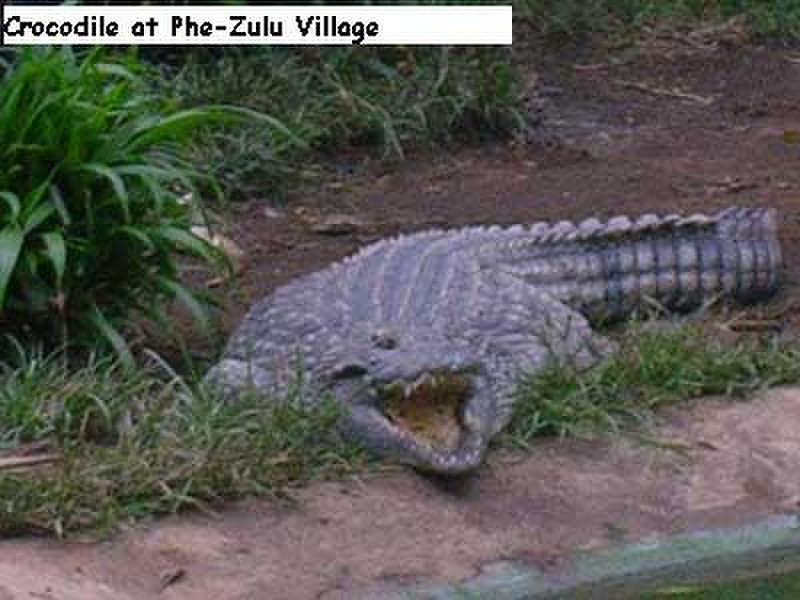 Crocodile at the Phe-Zulu Village