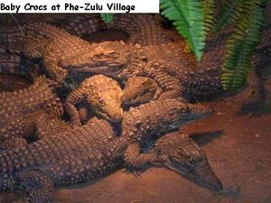 Baby Crocs at Phe-Zulu Village