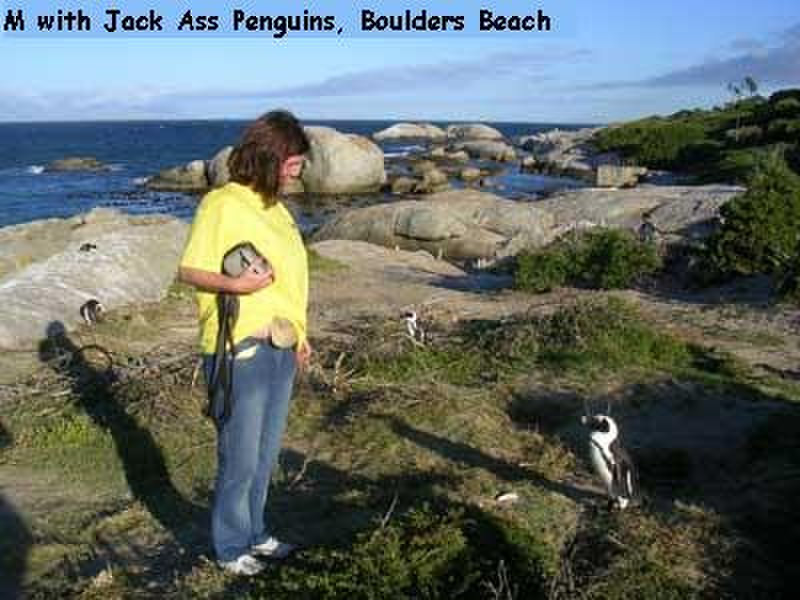 M with the Cape Penguins, Boulders Beach