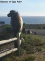 Baboons at Cape Point