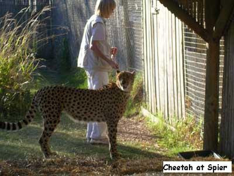 Cheetah at Spier