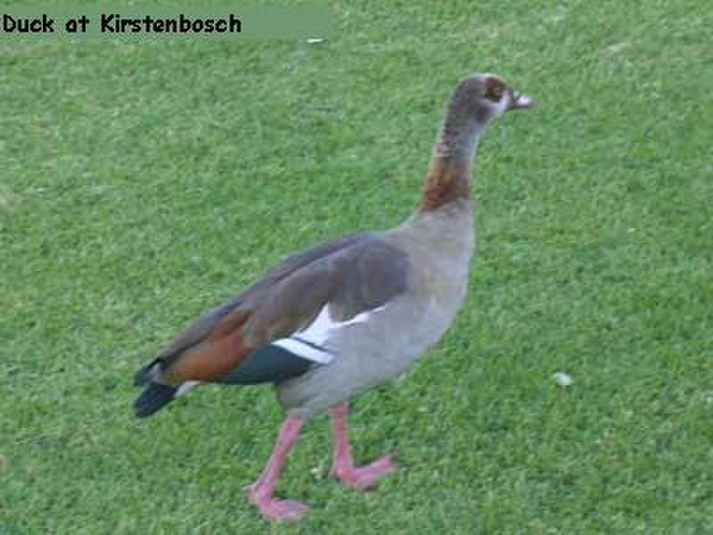 Duck at Kirstenbosch