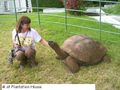 M and Tortoise at Plantation House