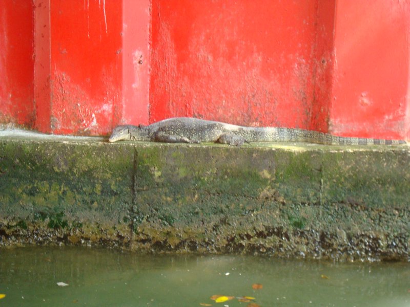 Monitor Lizard under Him Seng Bridge  Bridge, Old Melaka